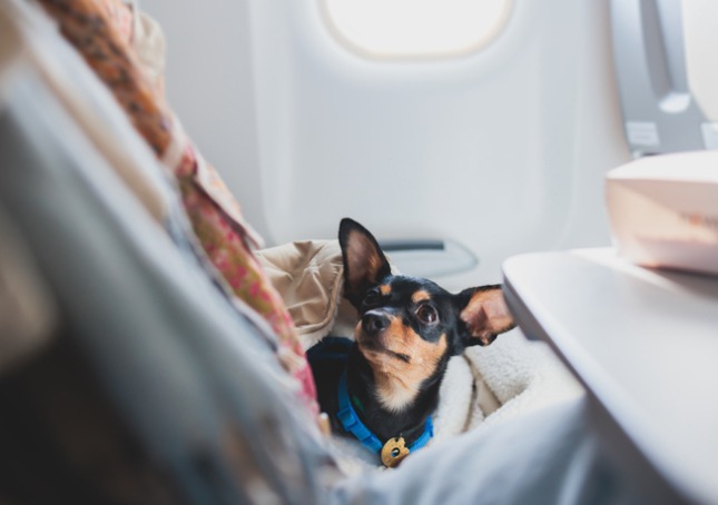 Een teckel op het vliegtuig